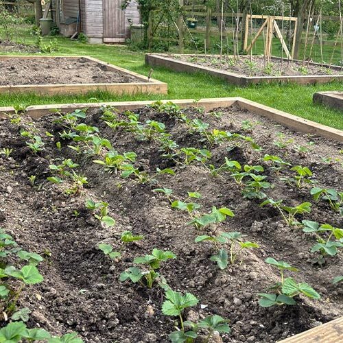 3 Simple Ideas to Improve the Look of Your Garden